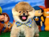 Pomeranian Boo Oyuncu Yavrumuz Supermen / Yavrupatiler Den