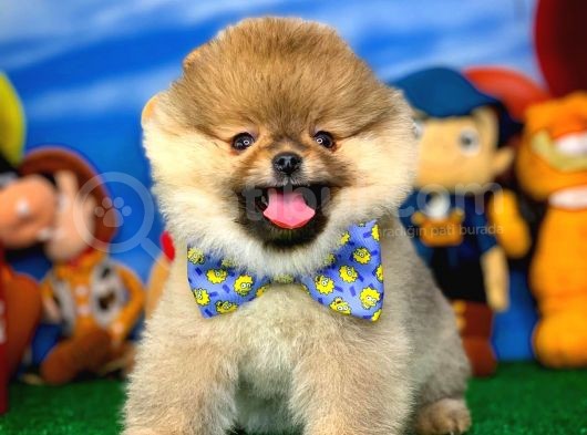 Pomeranian Boo Oyuncu Yavrumuz Supermen / Yavrupatiler Den görsel