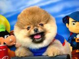 Pomeranian Boo Oyuncu Yavrumuz Supermen / Yavrupatiler Den
