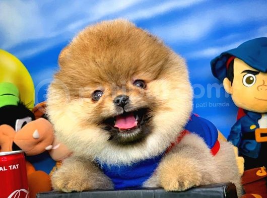 Pomeranian Boo Oyuncu Yavrumuz Supermen / Yavrupatiler Den görsel