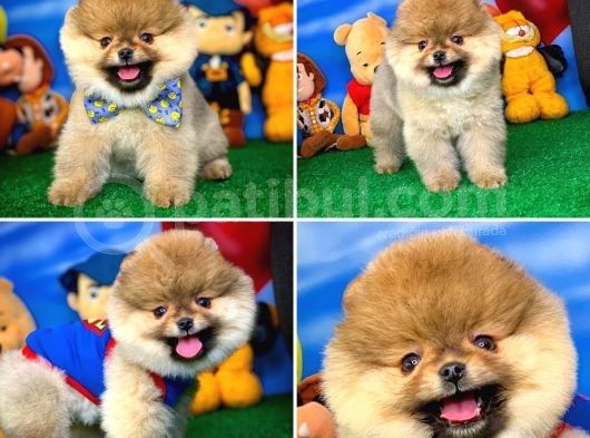 Pomeranian Boo Oyuncu Yavrumuz Supermen / Yavrupatiler Den görsel