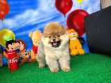 Pomeranian Boo Oyuncu Yavrumuz Supermen / Yavrupatiler Den