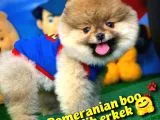 Pomeranian Boo Oyuncu Yavrumuz Supermen / Yavrupatiler Den