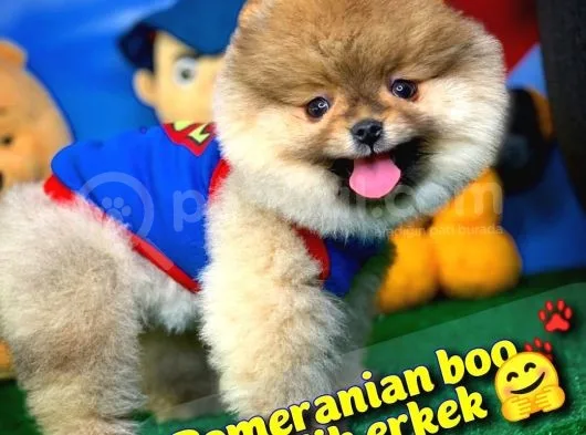 Pomeranian Boo Oyuncu Yavrumuz Supermen / Yavrupatiler Den