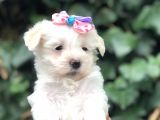 Maltipoo Yavrular