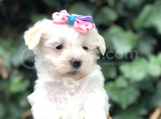 Maltipoo Yavrular görsel