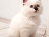 Safkan Ragdoll