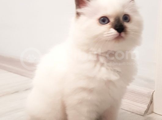 Safkan Ragdoll görsel