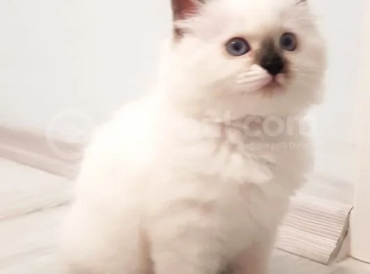 Safkan Ragdoll