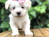 Maltipoo Yavrular