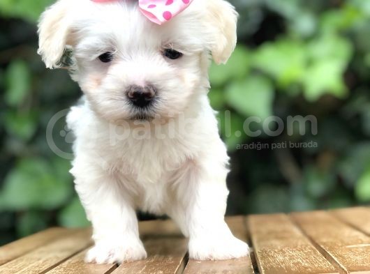 Maltipoo Yavrular görsel