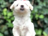 Maltipoo Yavrular