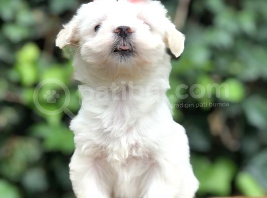 Maltipoo Yavrular görsel