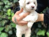 Mükemmel Dizayn Maltipoo Yavrular