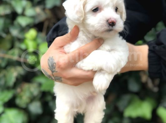 Mükemmel Dizayn Maltipoo Yavrular görsel