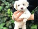 Mükemmel Dizayn Maltipoo Yavrular