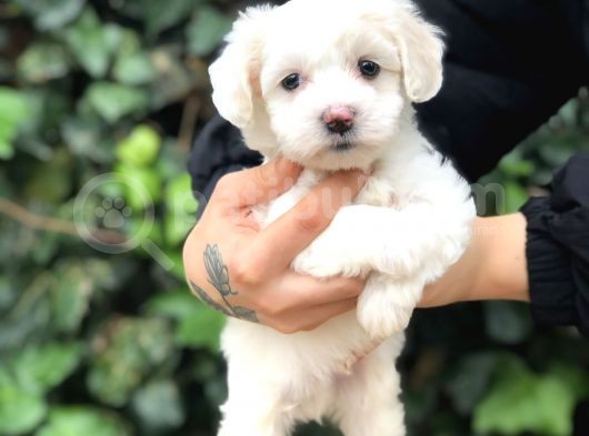 Mükemmel Dizayn Maltipoo Yavrular görsel