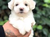 Mükemmel Dizayn Maltipoo Yavrular