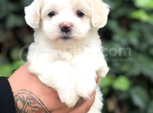 Mükemmel Dizayn Maltipoo Yavrular görsel