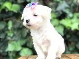 Maltipoo Yavrular