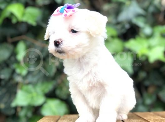 Maltipoo Yavrular görsel