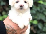 Mükemmel Dizayn Maltipoo Yavrular