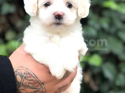 Mükemmel Dizayn Maltipoo Yavrular görsel
