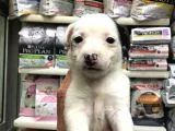 Jackrussel Yavrularımız Dişi Erkek