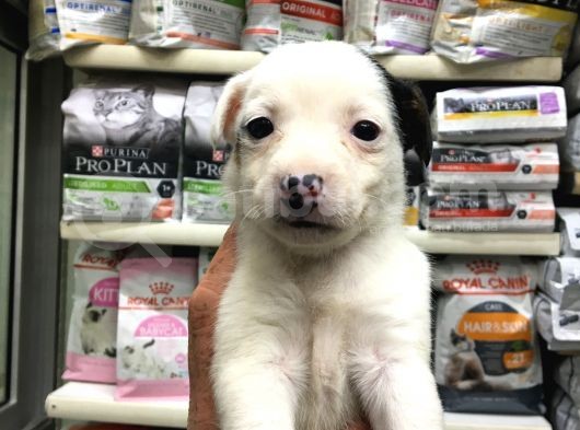 Jackrussel Yavrularımız Dişi Erkek görsel