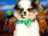 Ayı Surat Pomeranian Boo Yavrularımız