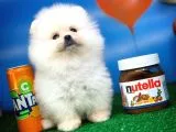 Pomeranian Boo Oğlumuz Alex