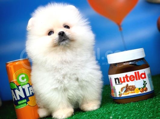 Pomeranian Boo Oğlumuz Alex görsel