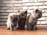 Scottish Fold Ve British Shorthair Yavrularımız