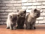 Scottish Fold ve British Shorthair Yavrularımız