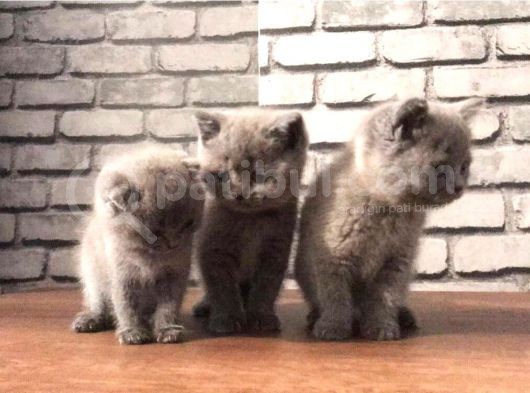 Scottish Fold Ve British Shorthair Yavrularımız görsel