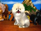 Irk Ve Sağlık Garantili Pomeranian Boo Yavrularımız