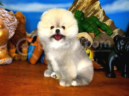 Irk Ve Sağlık Garantili Pomeranian Boo Yavrularımız görsel