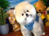 Irk Ve Sağlık Garantili Pomeranian Boo Yavrularımız