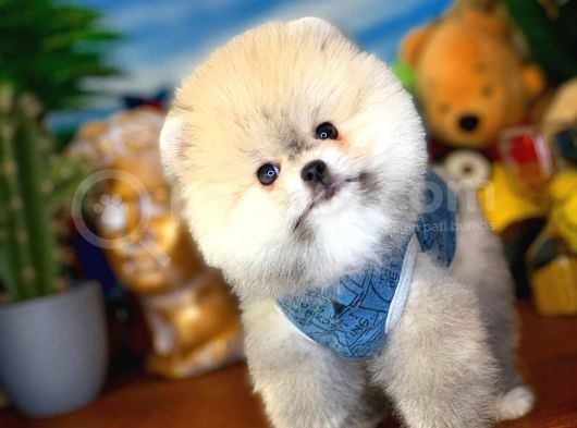 Irk Ve Sağlık Garantili Pomeranian Boo Yavrularımız görsel