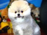 Irk Ve Sağlık Garantili Pomeranian Boo Yavrularımız