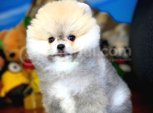 Irk Ve Sağlık Garantili Pomeranian Boo Yavrularımız görsel