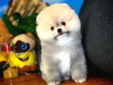Irk Ve Sağlık Garantili Pomeranian Boo Yavrularımız