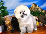Oyuncu Yakışıklı Pomeranian Boo Oğlumuz Çapkın