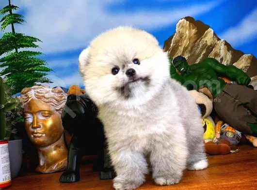 Oyuncu Yakışıklı Pomeranian Boo Oğlumuz Çapkın
