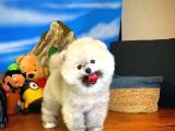 Oyuncu Yakışıklı Pomeranian Boo Oğlumuz Çapkın