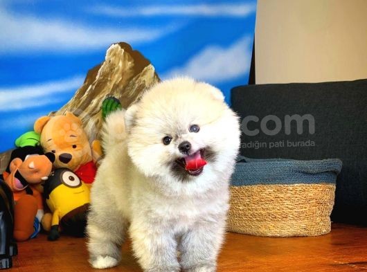Oyuncu Yakışıklı Pomeranian Boo Oğlumuz Çapkın görsel