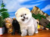 Oyuncu Yakışıklı Pomeranian Boo Oğlumuz Çapkın