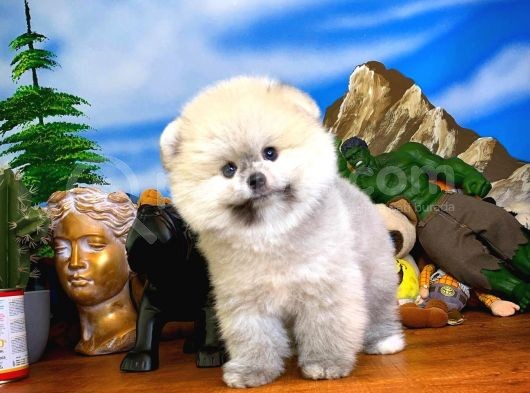 Oyuncu Yakışıklı Pomeranian Boo Oğlumuz Çapkın görsel