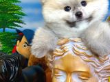Oyuncu Yakışıklı Pomeranian Boo Oğlumuz Çapkın
