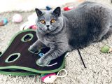 4,5 Years Old Sterilised British Shorthair Cat